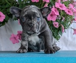 Puppy Izzy French Bulldog