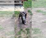 Small Poodle (Miniature)