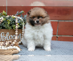 Small Photo #13 Pomeranian Puppy For Sale in DECATUR, IN, USA