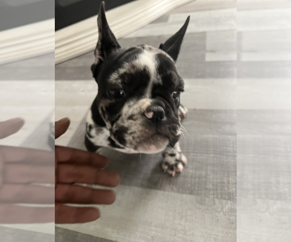 Medium Photo #1 French Bulldog Puppy For Sale in ROCHESTER, NY, USA
