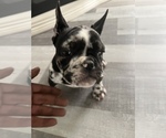 Small Photo #1 French Bulldog Puppy For Sale in ROCHESTER, NY, USA