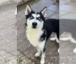 Small Siberian Husky