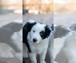 Border Collie-Unknown Mix Dogs for adoption in Germantown, OH, USA
