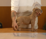 Small #2 American Bully