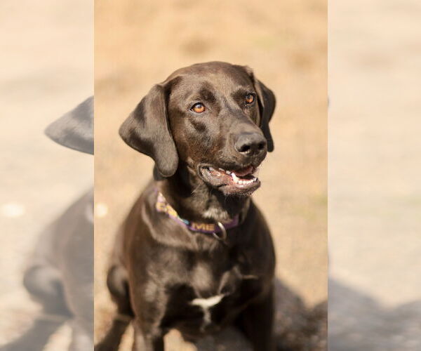 Medium Photo #5 Labrador Retriever-Unknown Mix Puppy For Sale in Webster, WI, USA