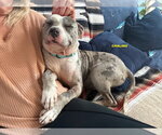 Small Staffordshire Bull Terrier Mix