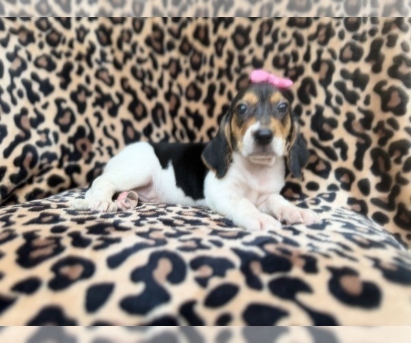 Medium Photo #6 Beagle Puppy For Sale in LAKELAND, FL, USA