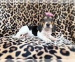 Small #5 Beagle