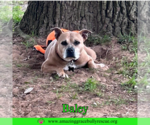 Small #1 American Bulldog Mix
