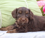 Puppy Huxley Cavapoo