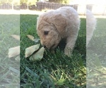 Small Photo #5 Goldendoodle Puppy For Sale in KALISPELL, MT, USA
