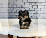 Small #7 Yorkshire Terrier