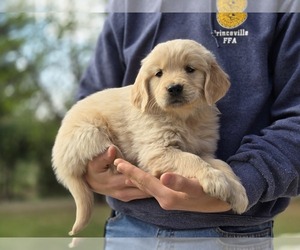 Golden Retriever Puppy for sale in PRINCEVILLE, IL, USA