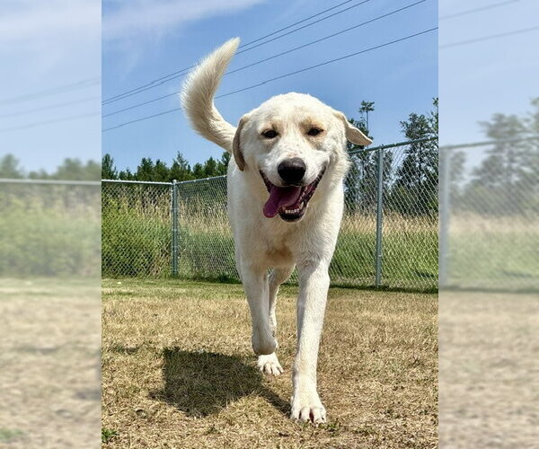 Medium Photo #1 Labrenees Puppy For Sale in Webster, WI, USA