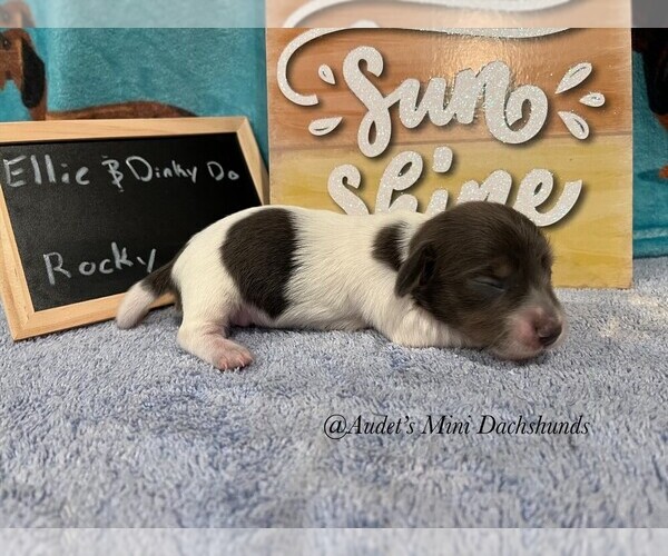 Medium Photo #1 Dachshund Puppy For Sale in EAST DOVER, VT, USA
