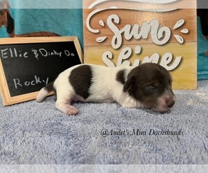 Mother of the Dachshund puppies born on 06/06/2025