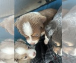 Puppy Toph Australian Shepherd