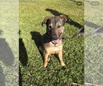 COURTESY POST: Bruce - Male German Shepherd Dog-Unknown Mix Dog for Adoption - Small photo