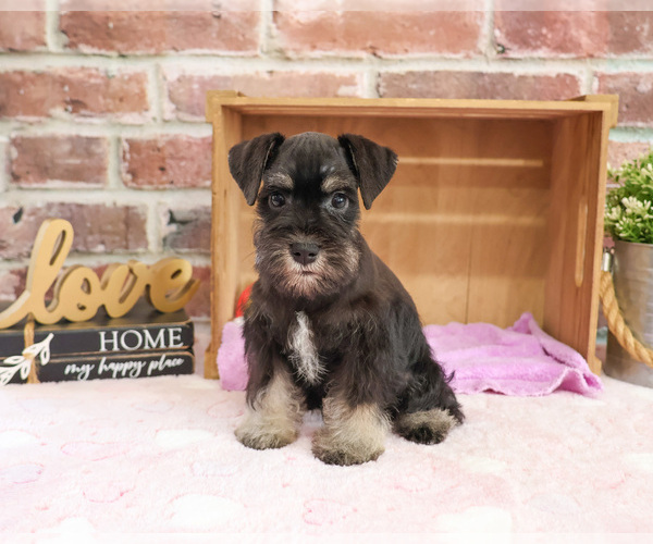 Medium Photo #5 Schnauzer (Miniature) Puppy For Sale in SYRACUSE, IN, USA