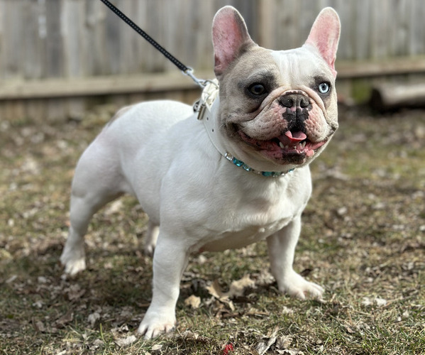 Medium Photo #1 French Bulldog Puppy For Sale in JACKSON, MI, USA