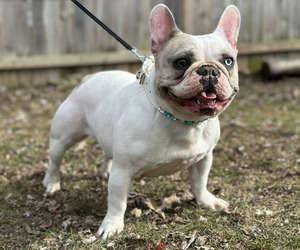 French Bulldog Puppy for sale in JACKSON, MI, USA