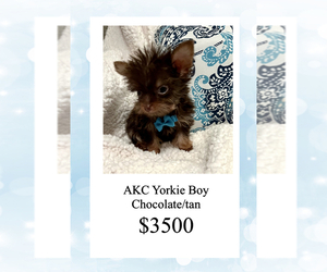 Yorkshire Terrier Puppy for sale in JAMESTOWN, TN, USA