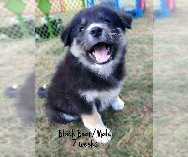 Medium Photo #1 Border Collie-Pomsky Mix Puppy For Sale in SANDY, OR, USA