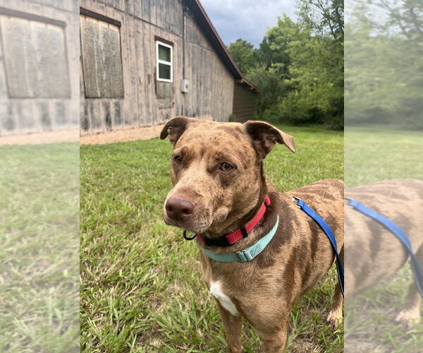 Medium Photo #11 Mutt Puppy For Sale in Candler, NC, USA