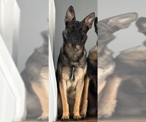 Mother of the Belgian Malinois-Dutch Shepherd Dog Mix puppies born on 09/07/2026