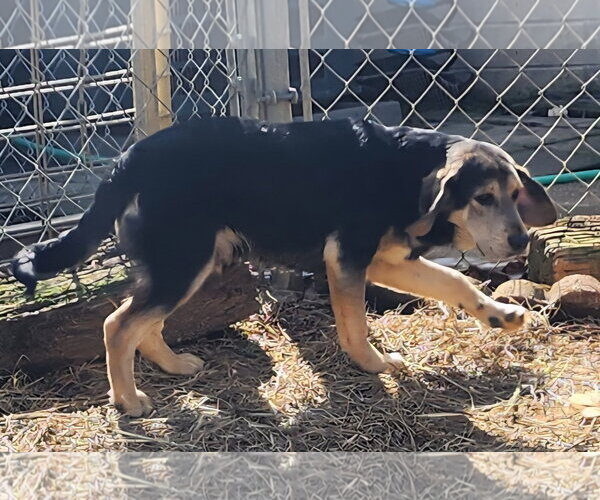 Medium Photo #2 Mutt Puppy For Sale in Wetumpka, AL, USA