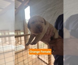 Medium Labrador Retriever