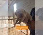 Puppy Orange Collar Labrador Retriever