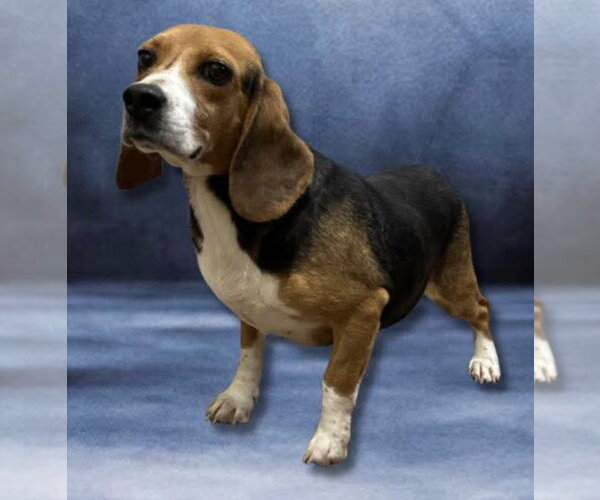 Medium Photo #4 Beagle Puppy For Sale in Tampa, FL, USA