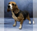 Small #3 Beagle