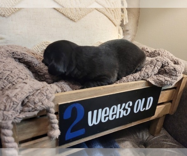 Medium Photo #11 Labrador Retriever Puppy For Sale in BONAIRE, GA, USA