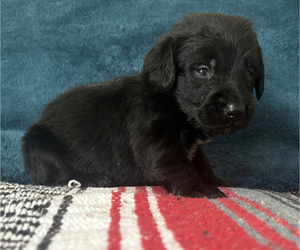 Doxiepoo (Standard) Puppy for sale in BLMGTN, IN, USA