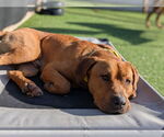 Small #1 Mastador