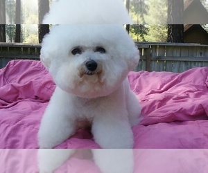 Mother of the Bichon Frise puppies born on 11/22/2024