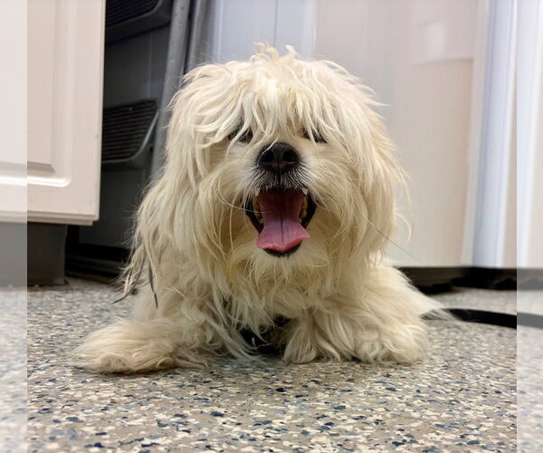 Medium Photo #2 Lhasa-Coton Puppy For Sale in Sayreville, NJ, NJ, USA