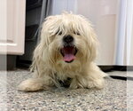 Small #1 Lhasa-Coton