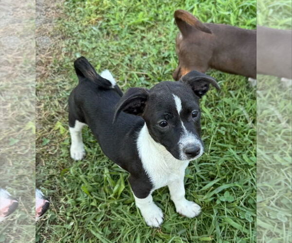 Medium Photo #2 Jack Russell Terrier-Labrador Retriever Mix Puppy For Sale in Virginia Beach, VA, USA