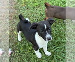 Small #1 Jack Russell Terrier-Labrador Retriever Mix