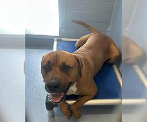 Staffordshire Bull Terrier Dogs for adoption in Downey, CA, USA