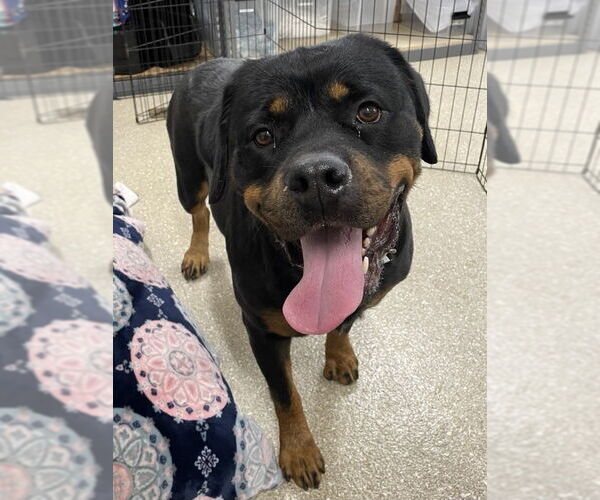 Medium Photo #3 Rottweiler Puppy For Sale in White Hall, AR, USA
