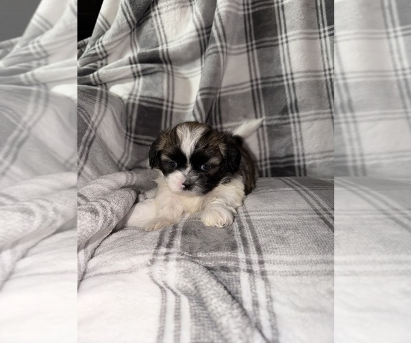 Medium Photo #3 Shih Tzu Puppy For Sale in GLENDALE HEIGHTS, IL, USA