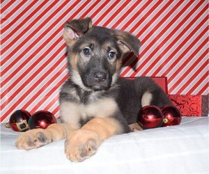 German Shepherd Dog Puppies For Sale Near Elmira New York Usa Page 1 10 Per Page Puppyfinder Com