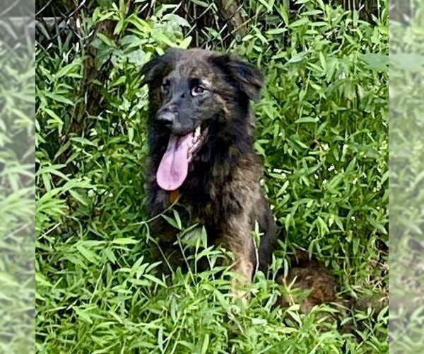 Medium Photo #3 Mutt Puppy For Sale in Spring Lake, NC, USA