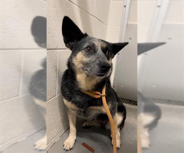 Medium Photo #2 Mutt Puppy For Sale in Rosenberg, TX, USA