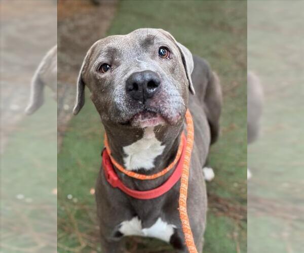 Medium Photo #1 Mutt Puppy For Sale in Woodland, CA, USA