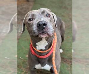 Mutt Dogs for adoption in Woodland, CA, USA